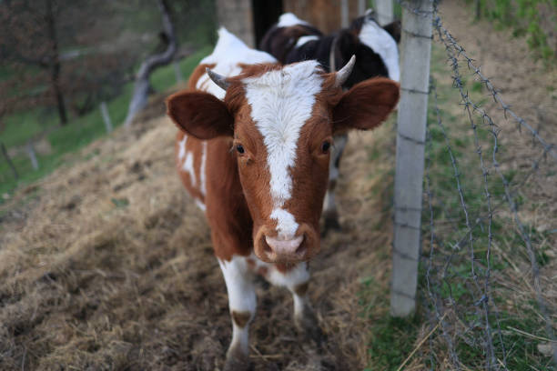 A cow with white spots on its face is standing in a field. The cow is looking at the camera