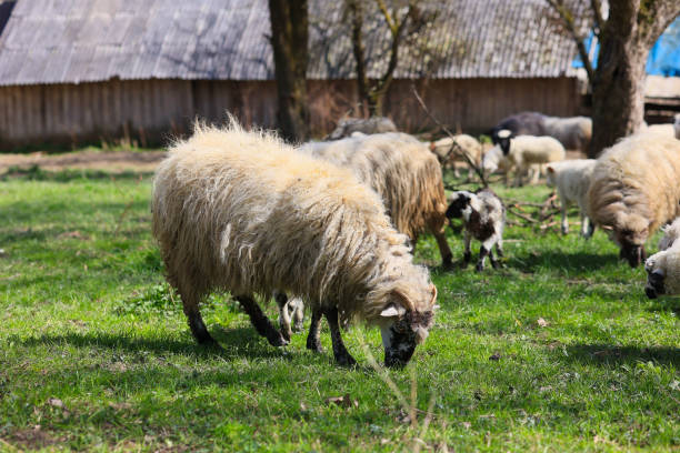 A group of sheep are grazing in a field. The sheep are all different sizes and colors, with some being white and others being black