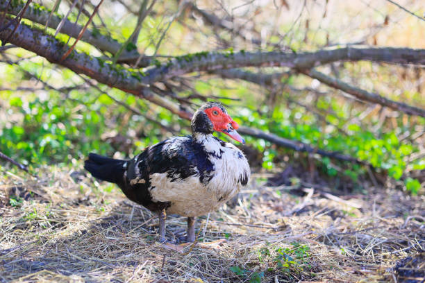 istock A duck is standing in the grass with its head up 2150436610