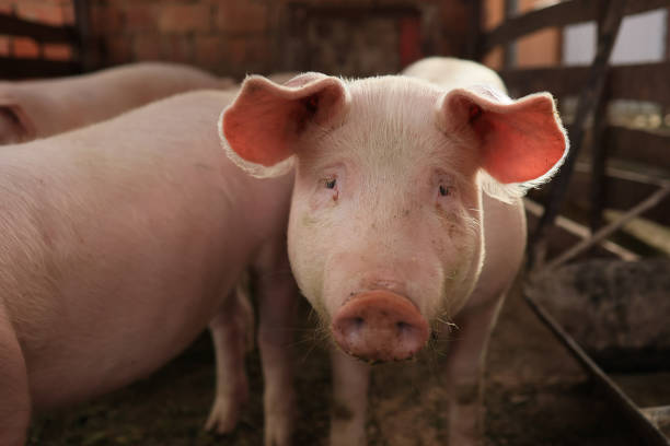 istock A pig is standing in a pen with its head up and looking at the camera 2150436626
