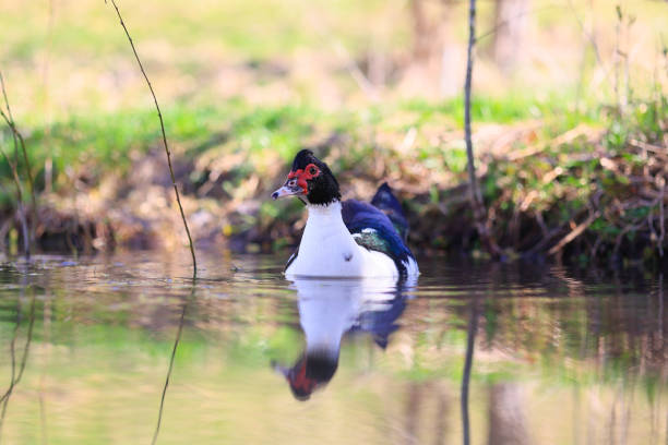 A duck is swimming in a pond. The water is calm and the duck is the only one in the scene