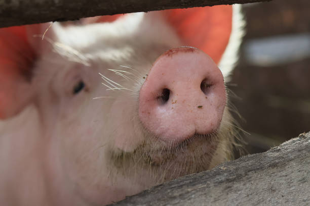 istock A pig with a pink nose is looking at the camera 2150436641