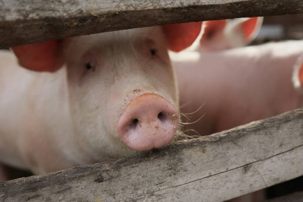 istock A pig is looking at the camera through a wooden fence 2150436647