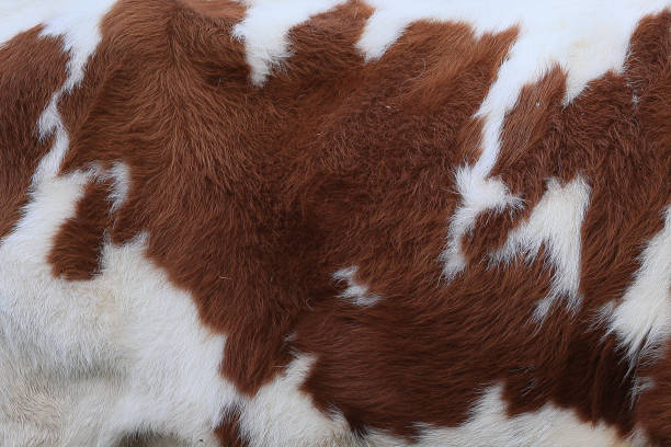 istock A cow's fur is brown and white 2150436648