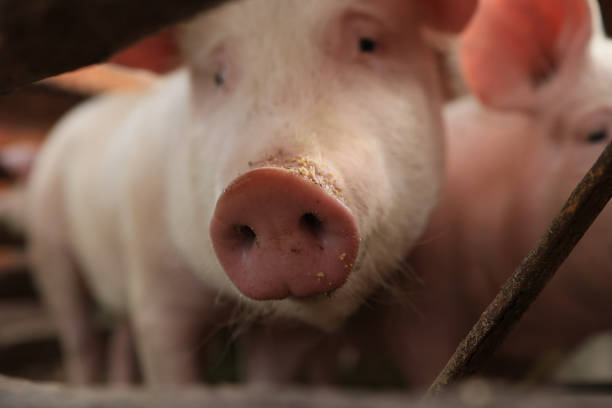 A pig with a pink nose is looking at the camera. Concept of curiosity and playfulness, as the pig seems to be interested in the camera and its surroundings