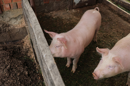 Two white pigs standing next to each other in a pen. One of the pigs is looking at the camera