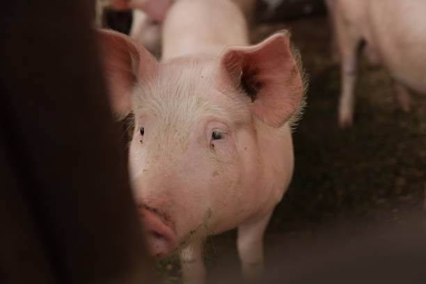 istock A pig is looking at the camera with its eyes closed 2150436686