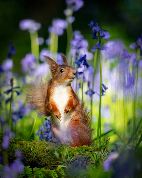 istock Red squirrel alert amongst the bluebells. 2150436689