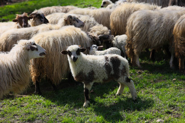 istock A group of sheep are grazing in a field 2150436690