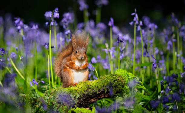 istock Red squirrel posing amongst bluebell flowers. 2150436707