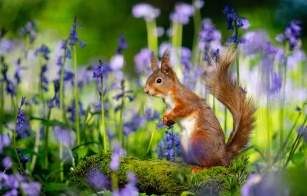 istock Red squirrel pauses in the bluebells. 2150436709
