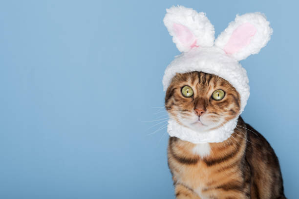 istock Cute Bengal cat in a bunny costume. 2150436837