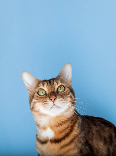 istock Head shot of a Bengal cat on a blue background. 2150436848