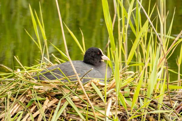 istock moorhen sitting in the nest 2150438055