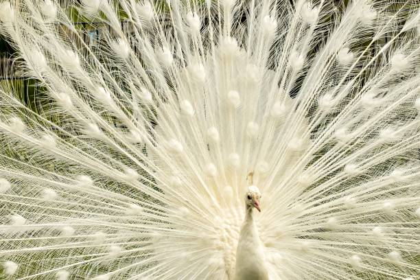 istock White beautiful peacock doing cartwheels 2150438130