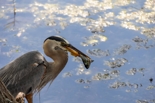 istock Great Blue Heron, Kissimmee, Florida 3 2150438131
