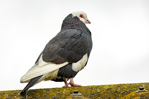 white black pigeon on the roof ridge