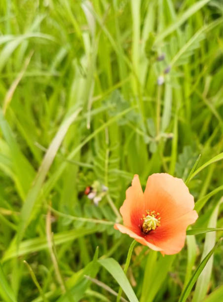 istock orange flower pictures 2150438204