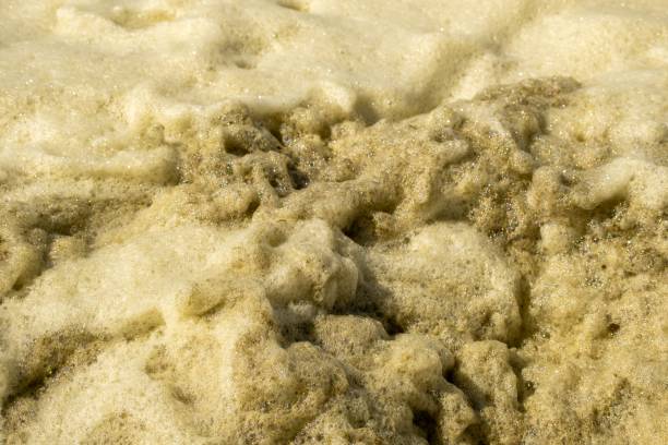 istock North Sea, surf, with seaweed foam in the Netherlands 2150438302