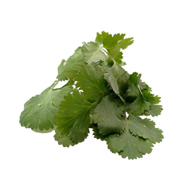 istock green coriander photo on a white background 2150438990