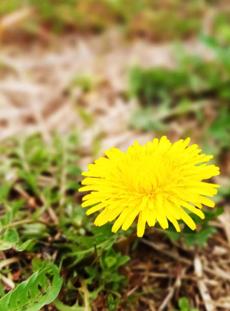 istock yellow flower pictures 2150439035