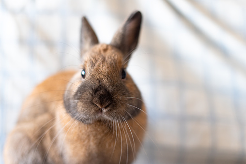 An adorable Netherland Dwarf bunny looking straight at the camera. Selective focus, white background. Concept of rabbit as a pet at home.