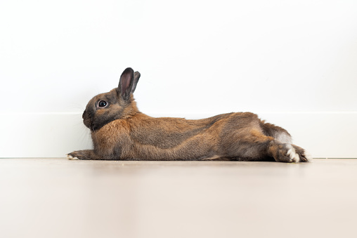 A brown rabbit lying on the floor of a house. Adorable bunny relaxing. Concept of rabbits as a domestic animal or pet.