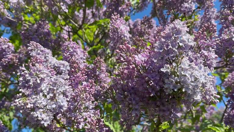Lilac flowers, panicles of common lilac Syringa vulgaris.
