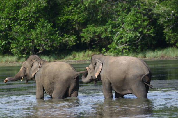 istock Harmony of Giants Two Elephants Indulging in Willu Oasis 2150439670