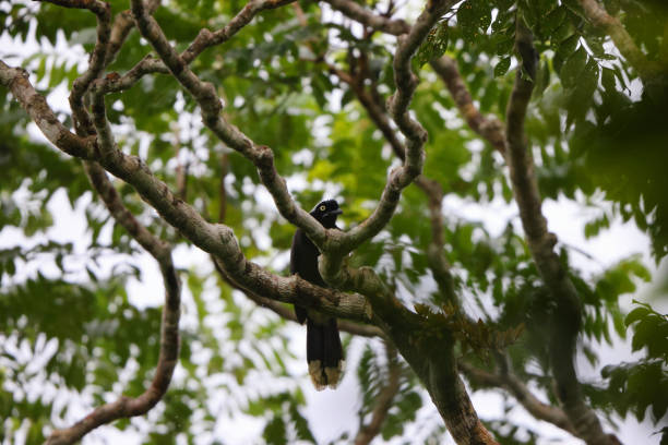 istock The azure-naped jay (Cyanocorax heilprini) in Colombia 2150440233