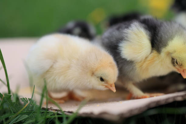 Two baby chicks are pecking at the ground. One is yellow and the other is black. They are both looking down at something on the ground
