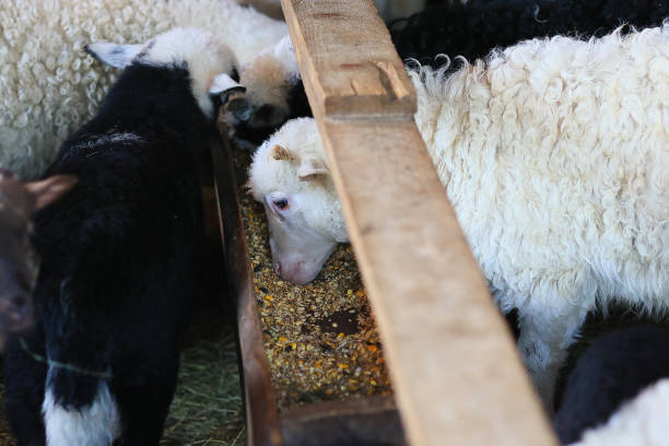 A group of sheep are eating from a trough. One of the sheep has a black face