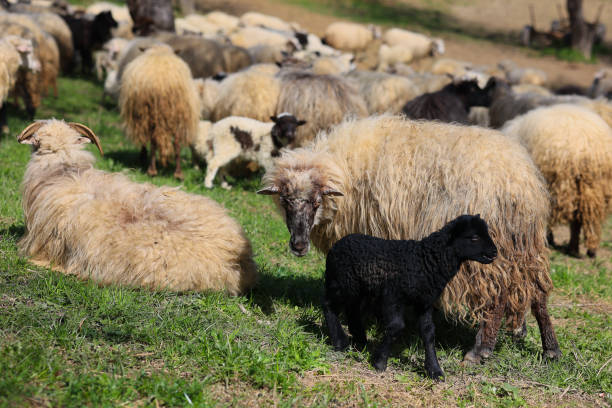 istock A herd of sheep are grazing in a field 2150441676