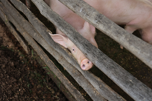 A pig is peeking out from behind a wooden fence. The fence is made of wood and has a rough texture. The pig appears to be curious and is looking around