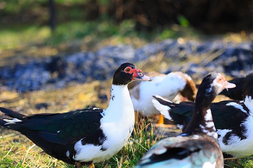 A group of ducks are standing in a field, with one of them being a black and white duck