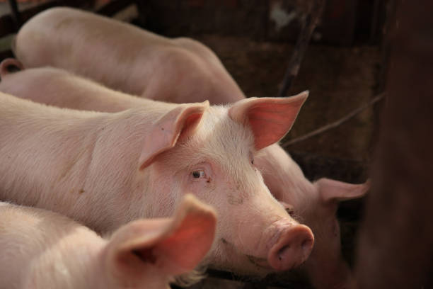 istock A group of pigs are laying down in a pen 2150441728