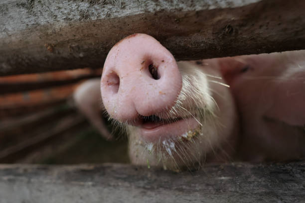A pig with a dirty nose is looking at the camera