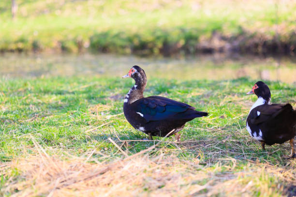 istock Two ducks are walking on a grassy field 2150441731