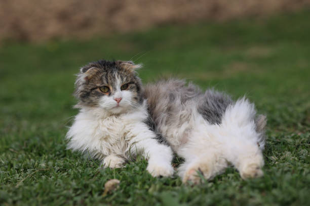 istock A fluffy cat is laying on the grass 2150441751