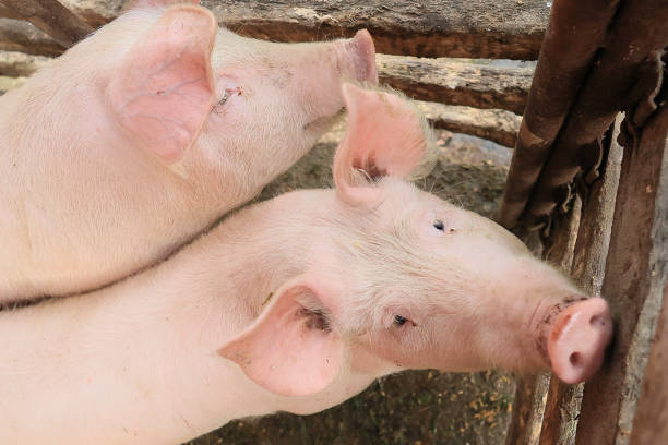 istock Two pigs are looking at the camera 2150441775