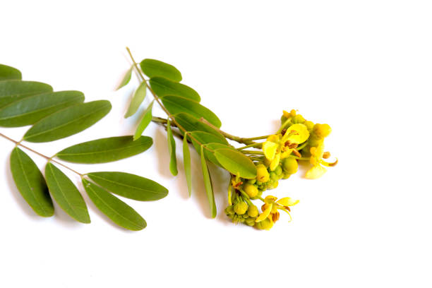istock Thai copper pod flower on white background with soft shadow. (Scientific name Senna siamea). Cassod tree and Thai copper pod., On white background (Senna siamea Lam.) Mijiry or Minjiri flower. 2150441794