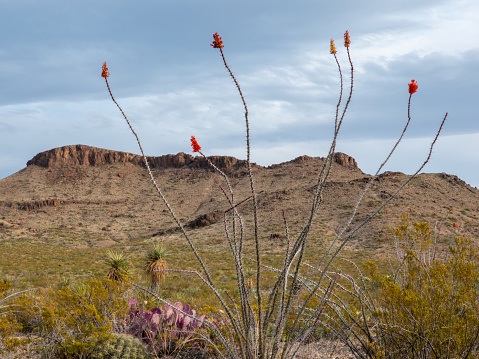 Camelback Mountain is a distinctive landmark in Phoenix, Arizona.