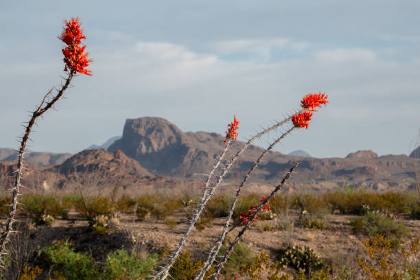 istock Ocotillo blossom, Big Bend National Park, Texas. 2150441933