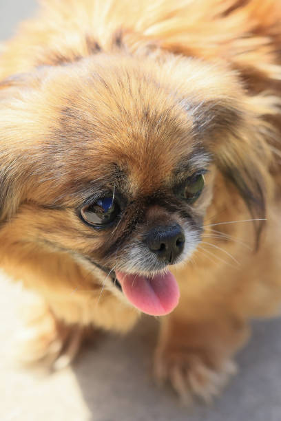 A small dog with a pink tongue is sitting on a sidewalk. The dog has a brown coat and a black nose