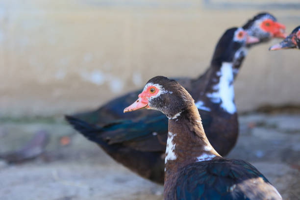 istock Three ducks are standing in a dirt area 2150442080