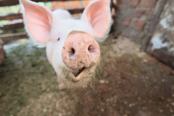 A pig with a dirty nose is looking at the camera. The pig's nose is covered in dirt and it is trying to clean it