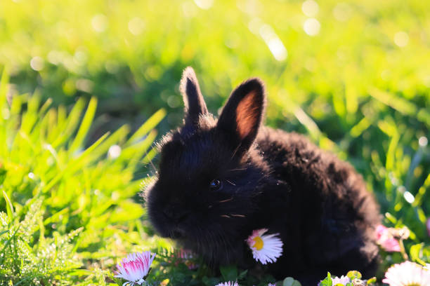 A black rabbit is sitting on a patch of grass with daisies. The rabbit is looking up at the camera