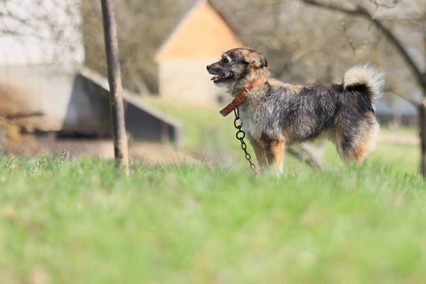 Dog staring fixedly , in the garden