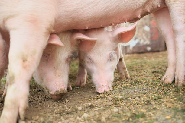 istock Two piglets are eating grass in a field 2150442150