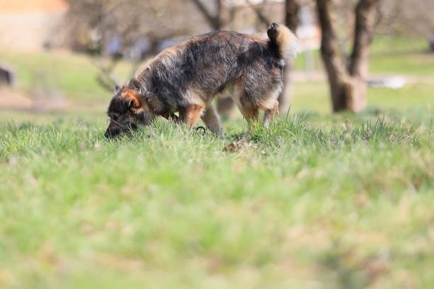 istock A dog is sniffing the grass in a park 2150442151